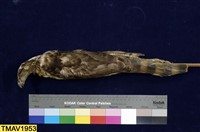 鳳頭蒼鷹藏品圖，第8張